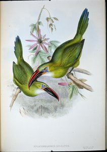 Groove-Bill Toucan (Aulacorhamphus Sulcatus) (el renginde taş) by John (after) Gould