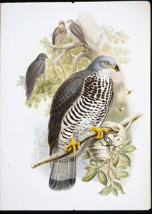 Bal Şahini (Pernis Apivorus) (el boyaması taş)