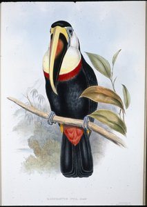Inca Toucan (Ramphastos inica) (el boyaması taş) by John (after) Gould
