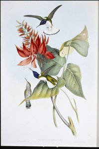 Jakoben (Florisuga Mellivora) (el renginde taş) by John (after) Gould