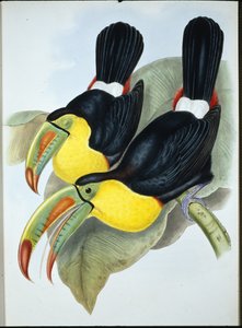 Omurga gagalı Toucan (Ramphastos Carinatus) (el boyaması taş)