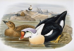 Kral Ördek (Somateria Spectabilis) (el boyaması taş)