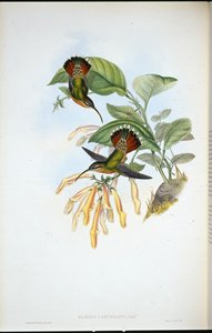 Mızraklı Hermit (Glaucis Lanceolata) (el renginde taş) by John (after) Gould