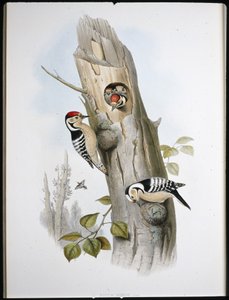 Küçük Benekli Ağaçkakan (Picus Minor) (el boyaması taş) by John (after) Gould