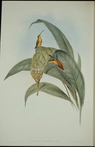 Küçük Hermit (Phaethornis eremita) (el boyaması taş) by John (after) Gould