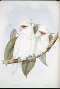 Uzun gagalı Kakadu (Licmetis Nasicus) (el boyaması taş) by John (after) Gould