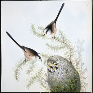 Uzun Kuyruklu Baştankara (Mecistura Caudata) (el renginde taş) by John (after) Gould