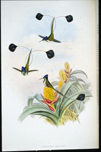 Muhteşem Sinek kuşu (Loddigesia Mirabilis) (el boyaması taş) by John (after) Gould