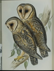 Maskeli Peçeli Baykuş (Strix Personata) (el renginde taş) by John (after) Gould