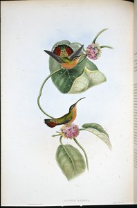 Mazeppa Münzevi (Glaucis Mazeppa) (el boyaması taş) by John (after) Gould