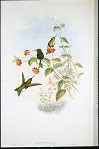 Metalik Kabarık bacak (Eriocnemis Alinae) (el renginde taş) by John (after) Gould
