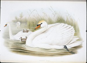 Sessiz Kuğu (Cygnus Olor) (el renginde taş) by John (after) Gould