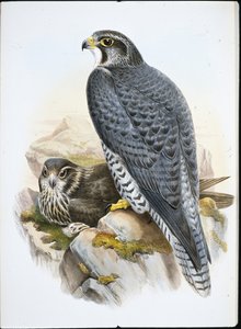Norveç veya Gyrfalcon Falcon (Falco Gyrfalco) (el renginde taş)