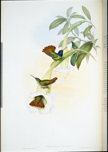 Oenone Sinek kuşu (Chrysuronia oenone) (el renginde taş) by John (after) Gould