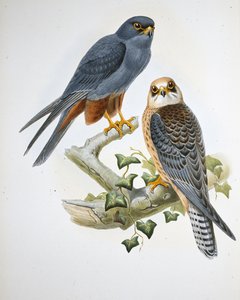 Turuncu bacaklı Hobi (Erythropus Vespertinus) (el boyaması taş) by John (after) Gould