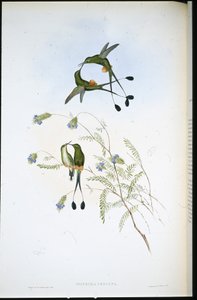 Peru Raket kuyruğu (Spathura Peruana) (el renginde taş) by John (after) Gould