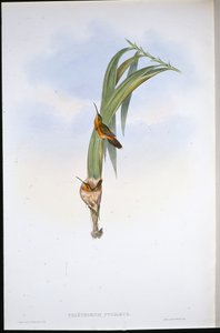 Pigmy Hermit (Phaethornis Pygmaeus) (el renginde taş) by John (after) Gould