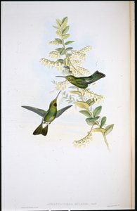Puse-boğazlı sinek kuşu (Aphantocroa Gularis) (el renginde litho) by John (after) Gould