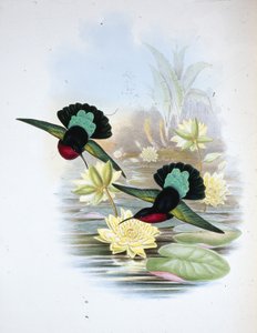 Mor göğüslü Carib (Eulampis Jugularis) (el renginde taş)