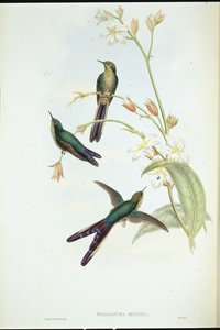 Mor kuyruklu kuyruklu yıldız sinek kuşu (Sparganura Glyceria) (el renginde taş) by John (after) Gould
