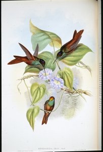 Gökkuşağı (Diphogena Iris) (el renginde taş) by John (after) Gould