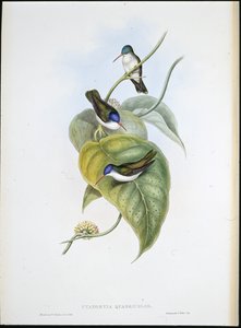 Kırmızı gagalı Azure taç (Cyanomyia Quadricolor) (el renginde taş) by John (after) Gould