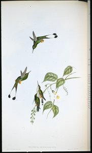 Kırmızı çizmeli Raket kuyruğu (Spathura Rufocaligata) (el renginde taş)