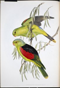 Kırmızı kanatlı Lory (Aprosmictus Erythropterus) (el renginde taş) by John (after) Gould
