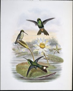 Kırmızı Bacalı Beyaz Uç (el renginde taş) by John (after) Gould