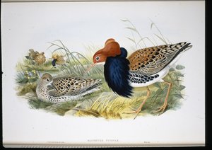 Ruff (Machetes Pugnax) (el renginde taş) by John (after) Gould