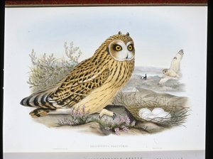 KISA KULAKLI BAYKUŞ (Brachyotus Palustris) (el renginde taş) by John (after) Gould