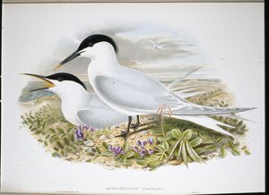 Sandviç Sumru (Actochel Cantiaca) (el renginde taş) by John (after) Gould