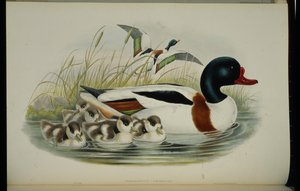 Kabuklu Ördek (Tadorna Vulpanser) (el renginde taş) by John (after) Gould