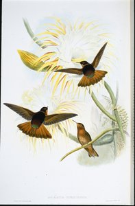 Parlayan Güneş Işını (Agliaeactis Cupripennis) (el renginde taş) by John (after) Gould