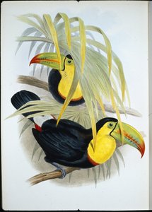 Kısa gagalı Toucan (Ramphastos Brevicarinatus) (el renginde taş) by John (after) Gould