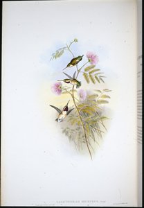 Kısa kuyruklu Ağaç-yıldız (Calothorax Micrurus) (el renginde taş) by John (after) Gould