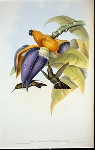 Sombre sinek kuşu (Aphantochroa cirrhochloris) (el boyaması üyeler) by John (after) Gould