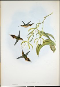 Güney Hermit (Phaethornis Zonura) (el boyaması taş) by John (after) Gould