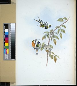 Köpüklü kuyruk (tryphaena dupontii) (el renginde taş) by John (after) Gould