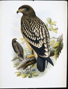 Benekli Kartal (Aquila Naevia) (el renginde taş)