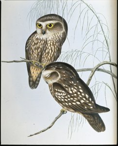 Benekli Baykuş (Athene Maculata) (el renginde taş) by John (after) Gould