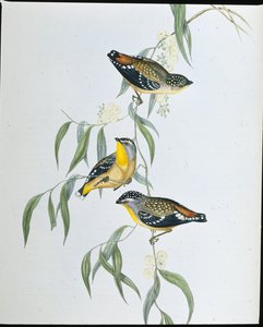 Benekli Pardalote (Pardalotus Punctatus) (el renginde taş) by John (after) Gould