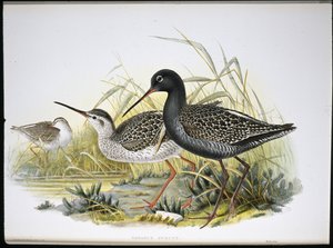 Benekli Kızılbacak (Totanus Fuscus) (el renginde taş) by John (after) Gould