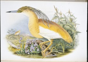 Squacco Balıkçıl (Buphus Comatus) (el boyaması taş)