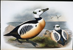Steller Ördeği (Eniconetta Stelleri) (el boyaması taş)