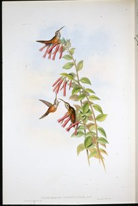 Çizgili boğazlı Hermit (Phaethornis Striigularis) (el renginde taş) by John (after) Gould
