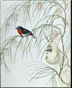 Kırlangıç ​​Diceum (Dicaeum Hirundinaceum) (el boyaması taş) by John (after) Gould