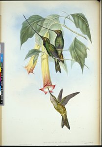 Kılıç gagası (Docimastes Ensiferus) (el boyaması taş) by John (after) Gould