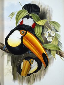Toco Toucan (Ramphastos Toco) (el boyaması taş)