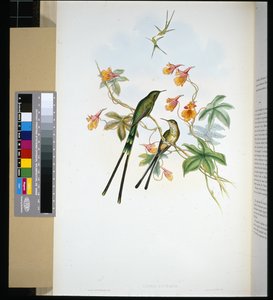 Tren taşıyıcısı (lesbia eucharis) (el boyaması taş) by John (after) Gould